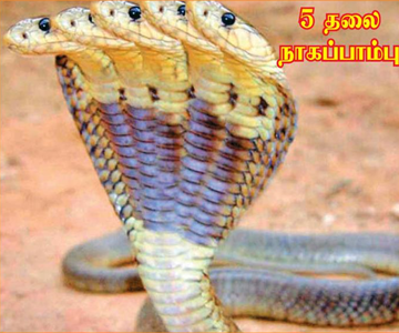 One, Three, Five and Seven headed cobras